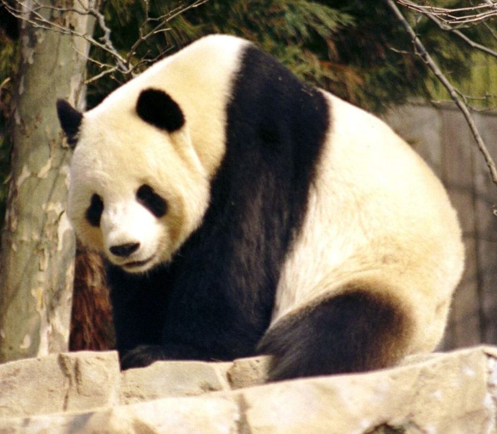 Data analysis with pandas